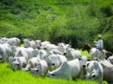 Rebanho bovino recua, mas exportações de carne batem recorde em 2025